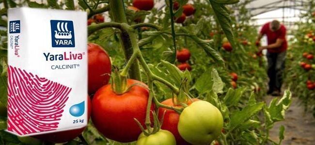 Nitrato de Calcio: La Solución Definitiva para la Pudrición Apical en Tomates