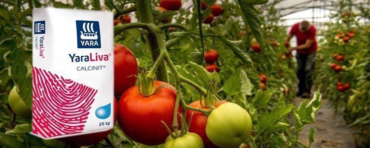 Nitrato de Calcio: La Solución Definitiva para la Pudrición Apical en Tomates