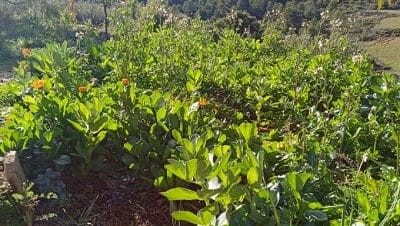 okra y tomates como cultivarlos juntos para cosechas mas abundantes