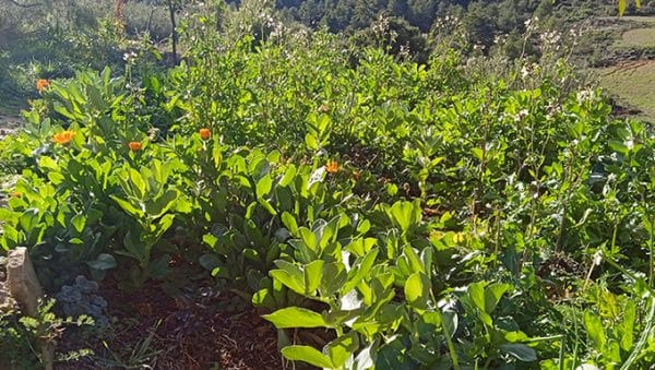 okra y tomates como cultivarlos juntos para cosechas mas abundantes