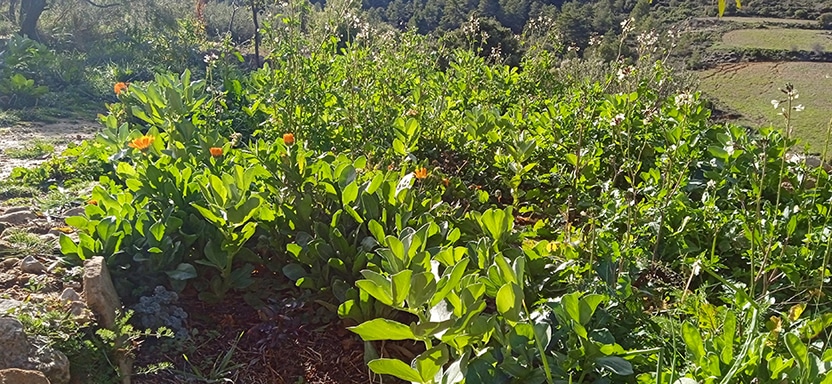 okra y tomates como cultivarlos juntos para cosechas mas abundantes