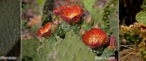 opuntia cactus guia completa de tipos cultivo y propagacion