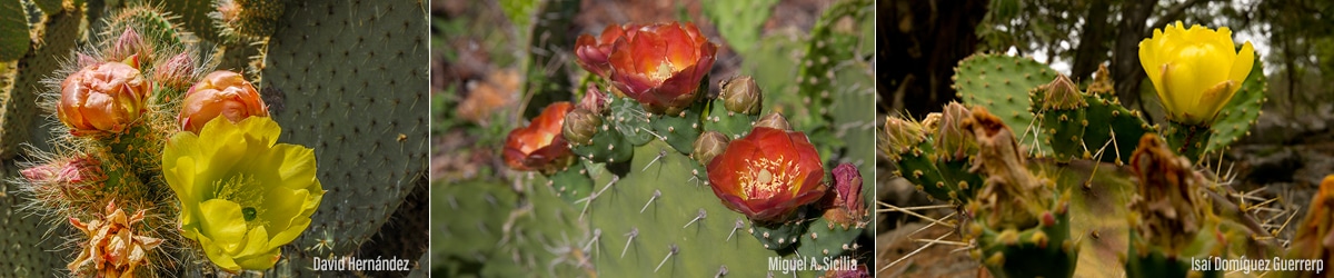 opuntia cactus guia completa de tipos cultivo y propagacion