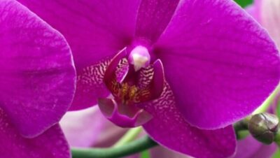 orquideas para principiantes guia completa de cuidado facil