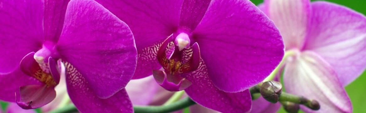 orquideas para principiantes guia completa de cuidado facil