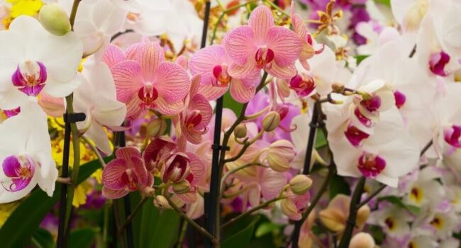 orquideas silvestres descubre donde crecen estas bellezas exoticas