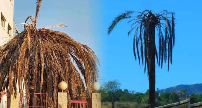 palma de abanico mexicana crecimiento rapido cuanto crece al ano