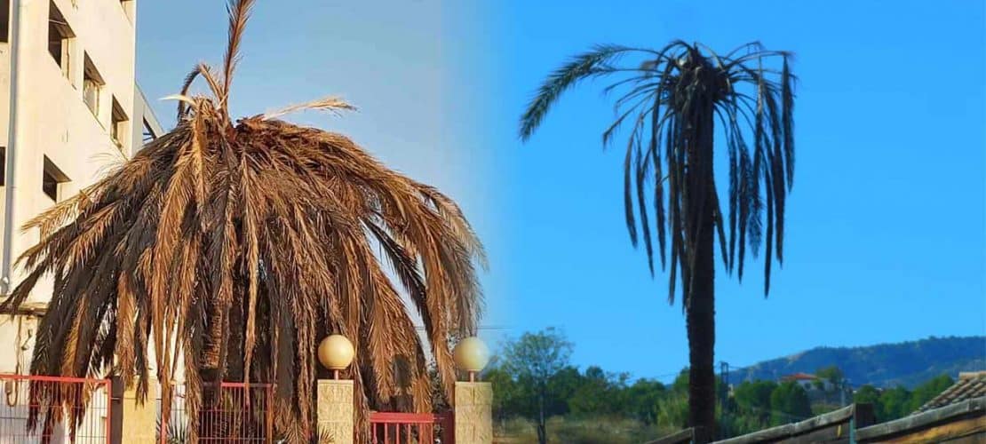 palma de abanico mexicana crecimiento rapido cuanto crece al ano