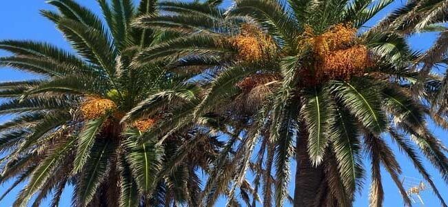 Palmera Canaria (Phoenix canariensis): Guía completa de cultivo y cuidados