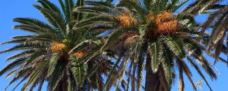 Palmera Canaria (Phoenix canariensis): Guía completa de cultivo y cuidados