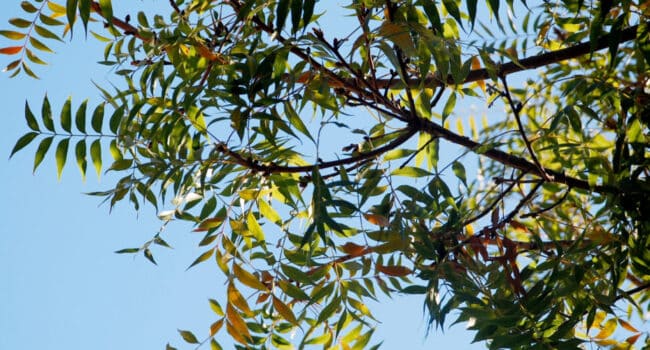 Pistacho Chino: Pros y Contras para tu Jardín