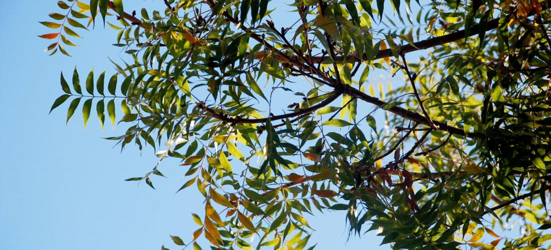 Pistacho Chino: Pros y Contras para tu Jardín