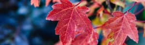 plantar acer rubrum guia completa para un follaje rojo brillante