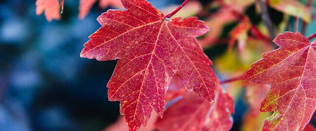 plantar acer rubrum guia completa para un follaje rojo brillante