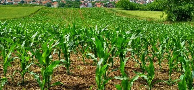 plantar ajo en la zona 7 guia completa para la cosecha