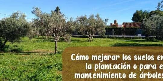 plantar bulbos de crocus la guia definitiva para un jardin primaveral