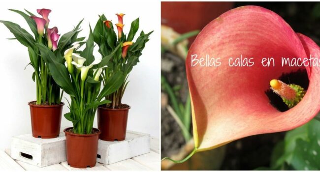 Plantar Calas en Macetas: Guía Completa para Flores Espectaculares