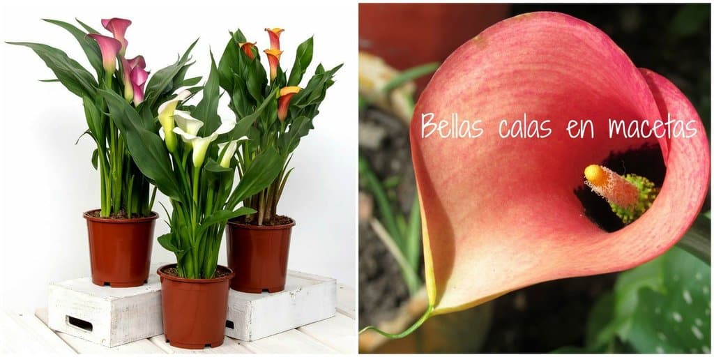 Plantar Calas en Macetas: Guía Completa para Flores Espectaculares