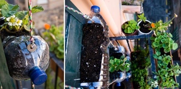 plantar coliflor desde semillas guia paso a paso para un exito asegurado