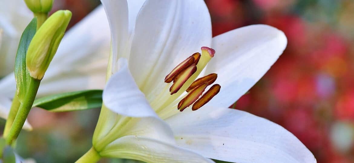 plantar lirios de pascua guia completa para un jardin lleno de color