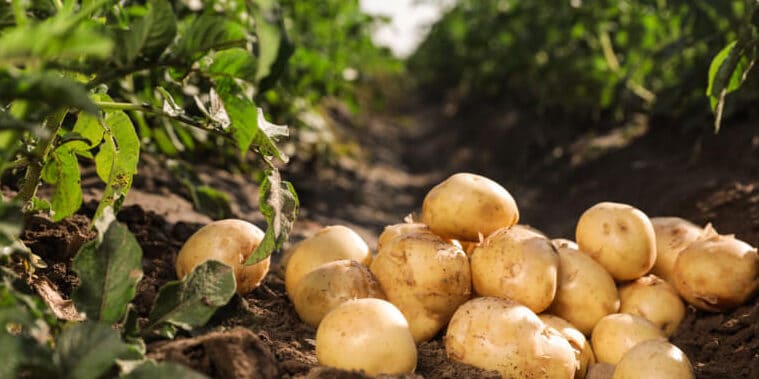 plantar papas en otono guia completa para una cosecha tardia