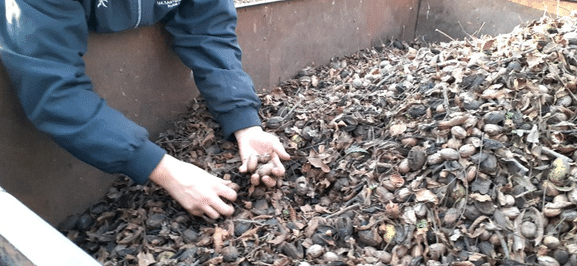 plantar pecanas mas que sembrar una semilla