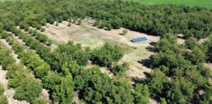 plantar pecanes guia completa para cultivar arboles de pecan