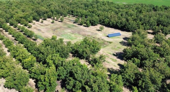 plantar pecanes guia completa para cultivar arboles de pecan