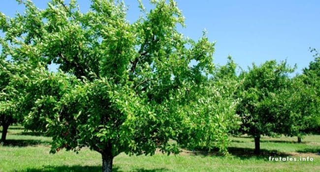 plantar pinas mito o realidad guia para cultivar pinos