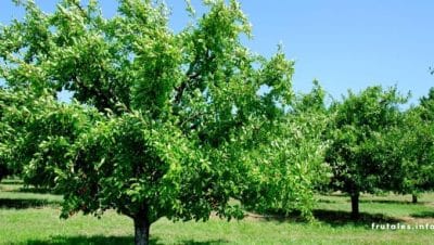 plantar semillas de lichi guia paso a paso para un arbol exotico