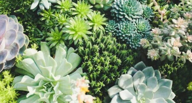 plantar suculentas al aire libre guia definitiva para un jardin exterior