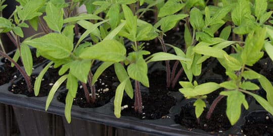 plantar tomates como cultivar nuevas plantas a partir de rodajas de tomate