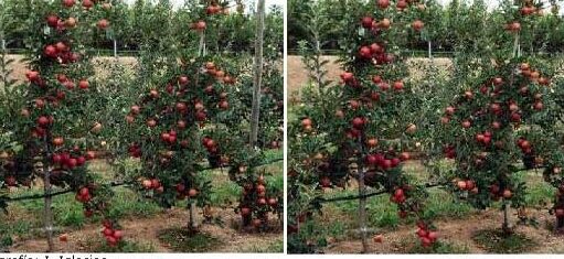 plantar un arbol de buckeye guia completa para tu jardin