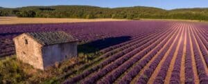 plantar un campo de lavanda guia completa para empezar tu granja