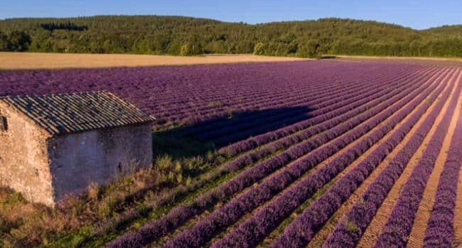 Plantar un campo de lavanda: Guía completa para empezar tu granja