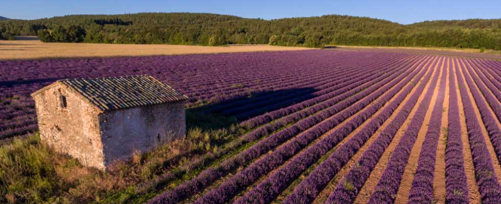 Plantar un campo de lavanda: Guía completa para empezar tu granja