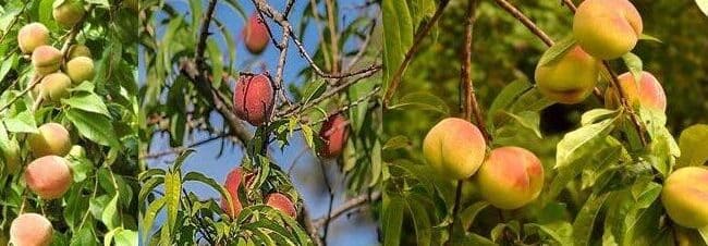 plantar un duraznero guia completa para frutos deliciosos