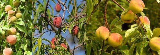 plantar un duraznero guia completa para frutos deliciosos