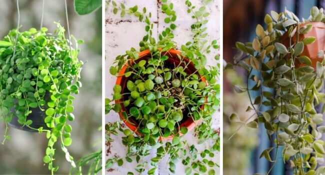 Plantas colgantes para pleno sol: ¡Las mejores opciones para tu jardín!