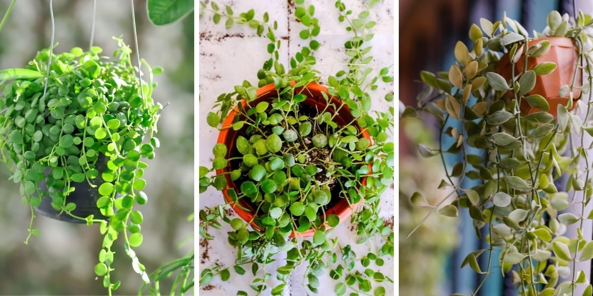 Plantas colgantes para pleno sol: ¡Las mejores opciones para tu jardín!