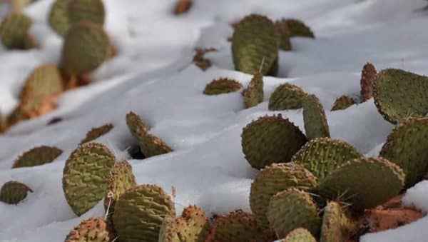 plantas congeladas 5 senales de que tu jardin sufre el frio