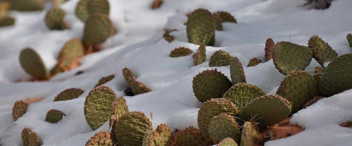 plantas congeladas 5 senales de que tu jardin sufre el frio