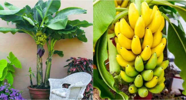 Plantas de Banano Rojo Ornamental: Guía Completa para su Cultivo y Cuidado