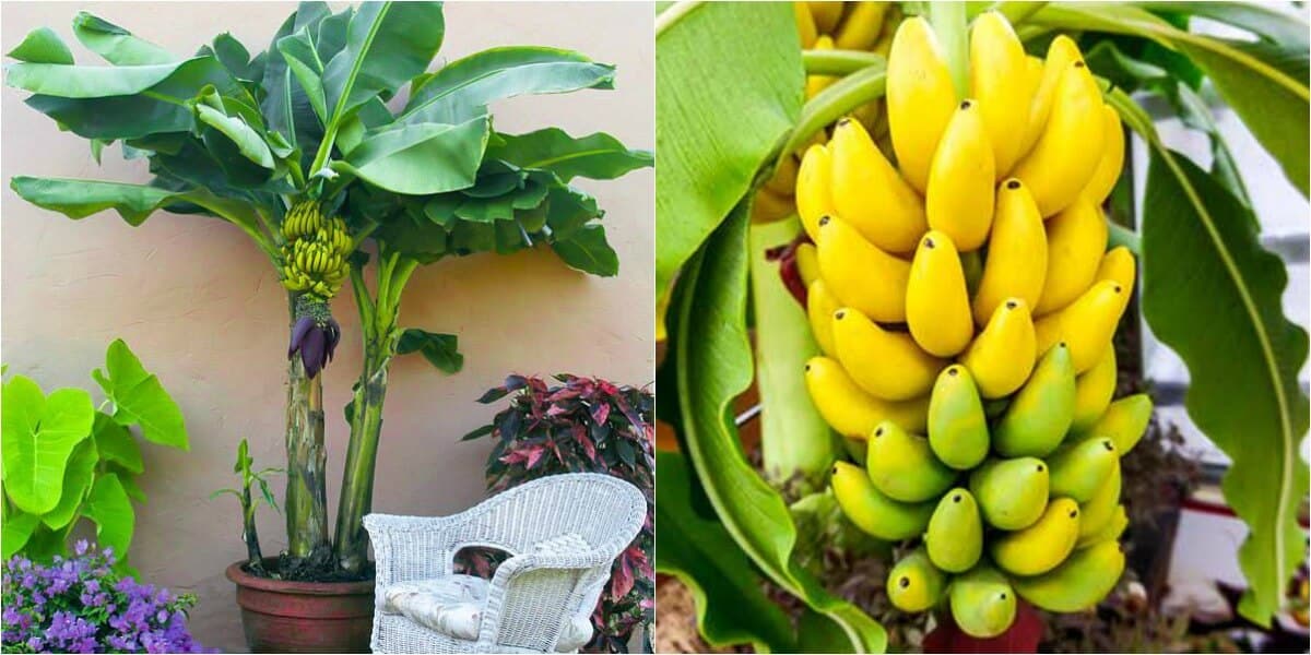 Plantas de Banano Rojo Ornamental: Guía Completa para su Cultivo y Cuidado