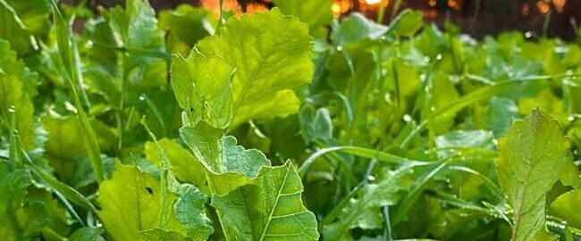 plantas de hoja perenne resistentes a los ciervos guia para un jardin seguro