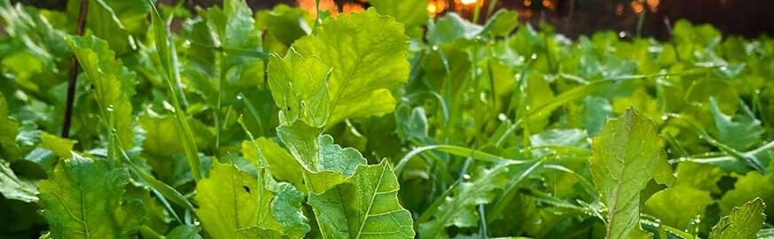 plantas de hoja perenne resistentes a los ciervos guia para un jardin seguro