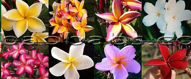 plumeria sin flores como hacer que florezcan tus frangipani