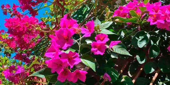 poda bougainvillea guia completa para un crecimiento vibrante