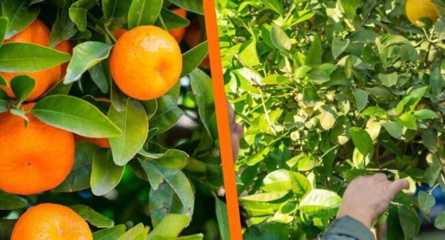 poda de arbol de guayaba guia completa para una cosecha abundante