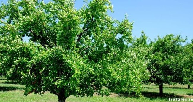 poda de arboles de redbud guia completa para un crecimiento saludable